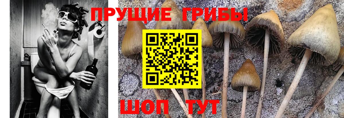 Псилоцибиновые грибы Psilocybe Гулькевичи